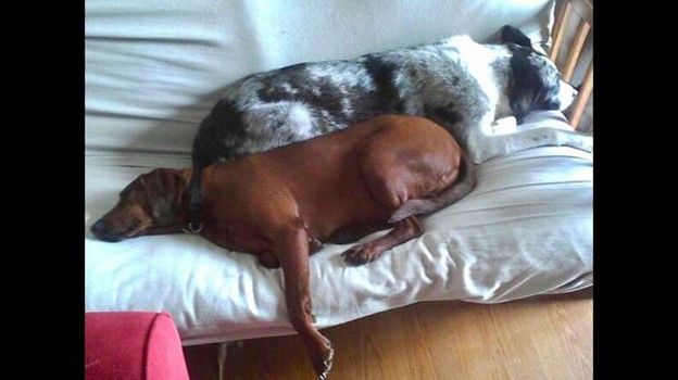 Casanova the Chihuahua puppy and Cheech the kitten