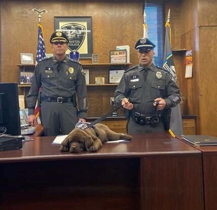 Brody the chocolate Labrador police puppy