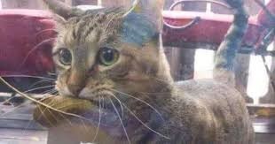 Sushi the cat at the fish market