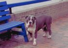 Waiting patiently for someone to rescue him, a giant dog is tied to a bench.