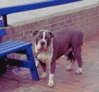 Waiting patiently for someone to rescue him, a giant dog is tied to a bench.