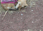 A deserted dog with a purple sweater curls up in a park, hoping to attract attention