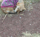 A deserted dog with a purple sweater curls up in a park, hoping to attract attention