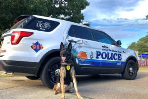 A sweet farewell from retiring police K9 after years of devoted service "Godspeed my friend and thank you for all your service" 🥲 This gorgeous dog, named Bane, has been a K9 officer with the Fort Walton Beach Police Department in Florida for the past five years, giving back to his community. As a furry representative of the police, Bane has dedicated his time to fighting crime on the streets and outreach.