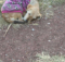 A deserted dog with a purple sweater curls up in a park, hoping to attract attention